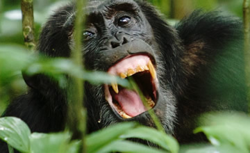 kibale chimpanzee trackking