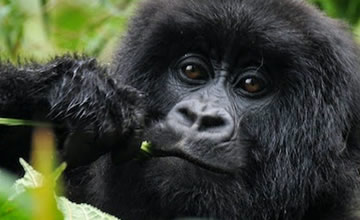 Rwanda gorilla trek