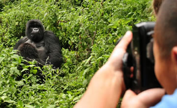 gorilla trekking