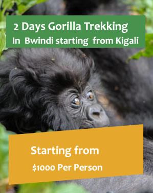 bwindi gorilla trekking