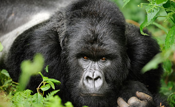 silverback gorilla trekking