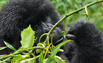 Rwanda gorilla trek