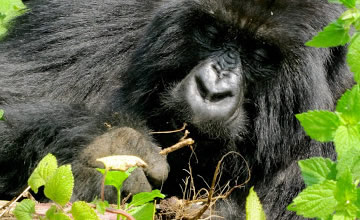 gorilla tracking rwanda