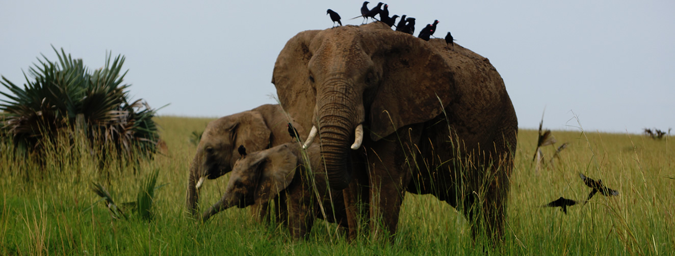 elephants murchision falls national park