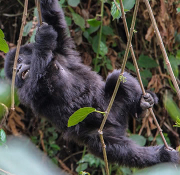 mountain gorillas infant in Volcanoes national park Rwanda