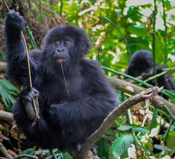 chimpanzee in nyungwe forest