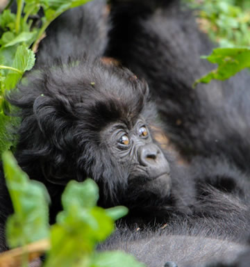 baby gorilla in Rwanda