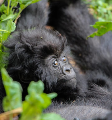 Bwindi gorilla trekking