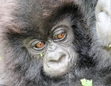 baby gorilla rwanda