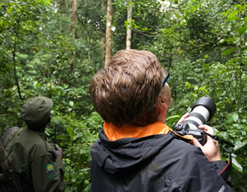 chimpanzee tracking Rwanda