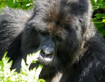 Rwanda gorilla trek