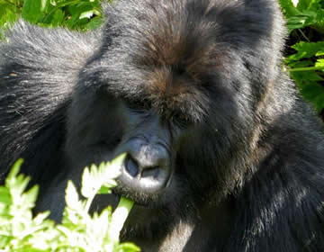 gorilla safaris in Bwindi