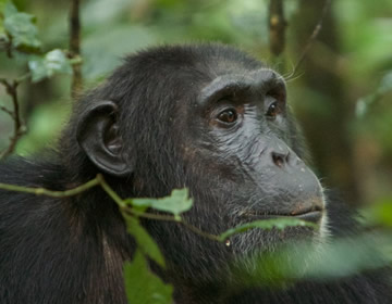kibale chimpanzee tracking
