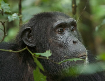 chimpanzee in nyungwe forest