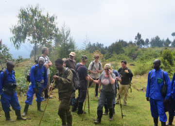 gorilla trekking