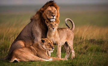 3 days Masai Mara tour