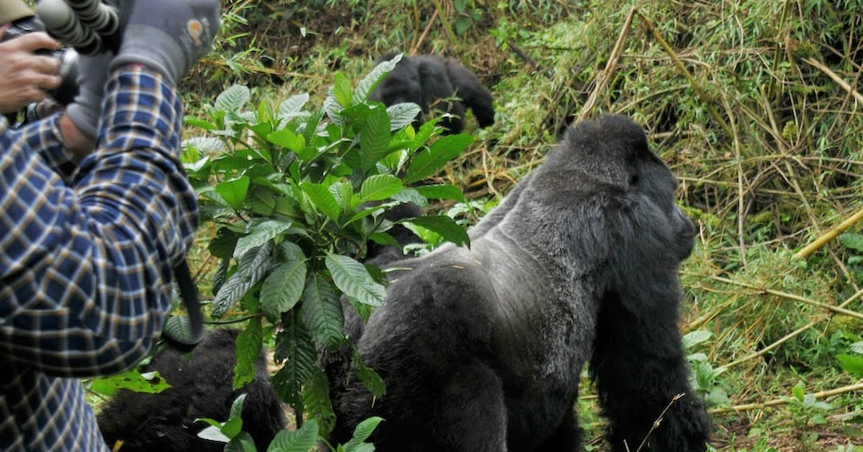 mountain-gorilla-trekking