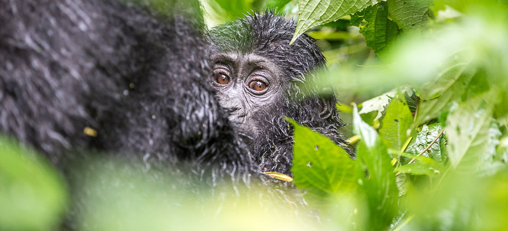 gorilla-naming-rwanda