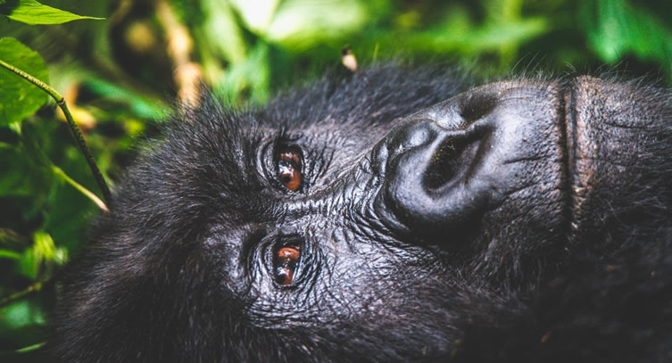 gorilla-safari-africa