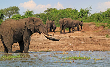 uganda wildlife Safari