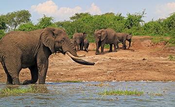 elephants in Queen Elizabeth national park