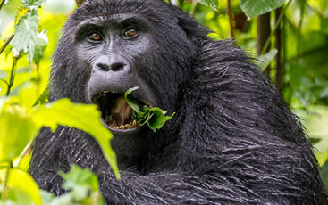 Bwindi gorilla tracking