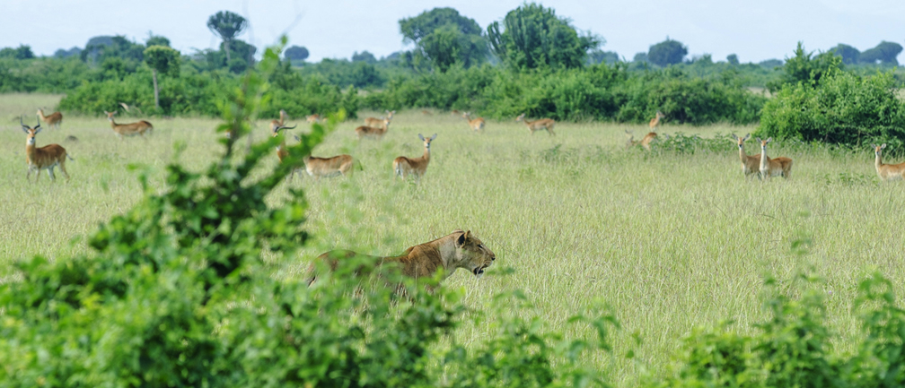 willife in akagera-national-park