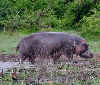 akagera national park