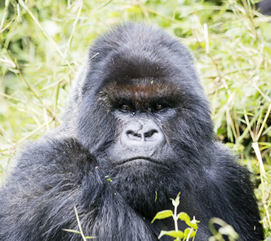 Guhonda silverback Mountain gorilla of sabyinyo gorilla group 