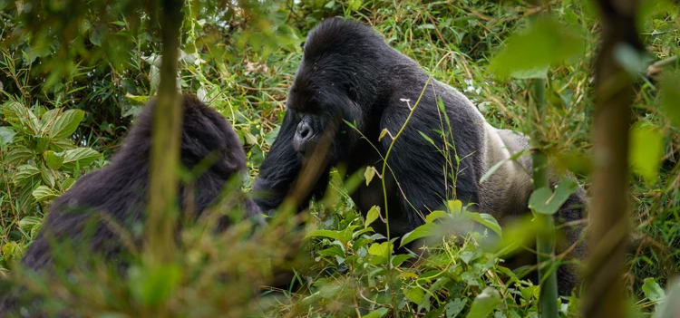 guhonda silverback gorilla of the sabyinyo gorilla group
