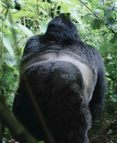 lowland gorilla in Kahuzi Biega national park