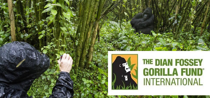 gorilla trekking in Volcanoes national park rwanda