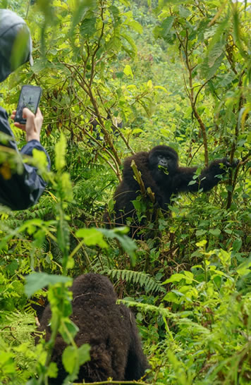 cost of gorilla trekking in Rwanda