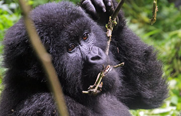 Africa Gorilla trekking