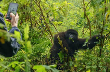 5 days Gorilla trekking