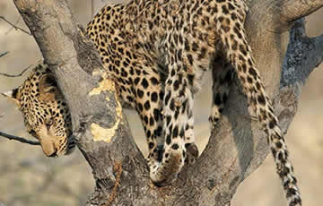 3 days Masai Mara tour