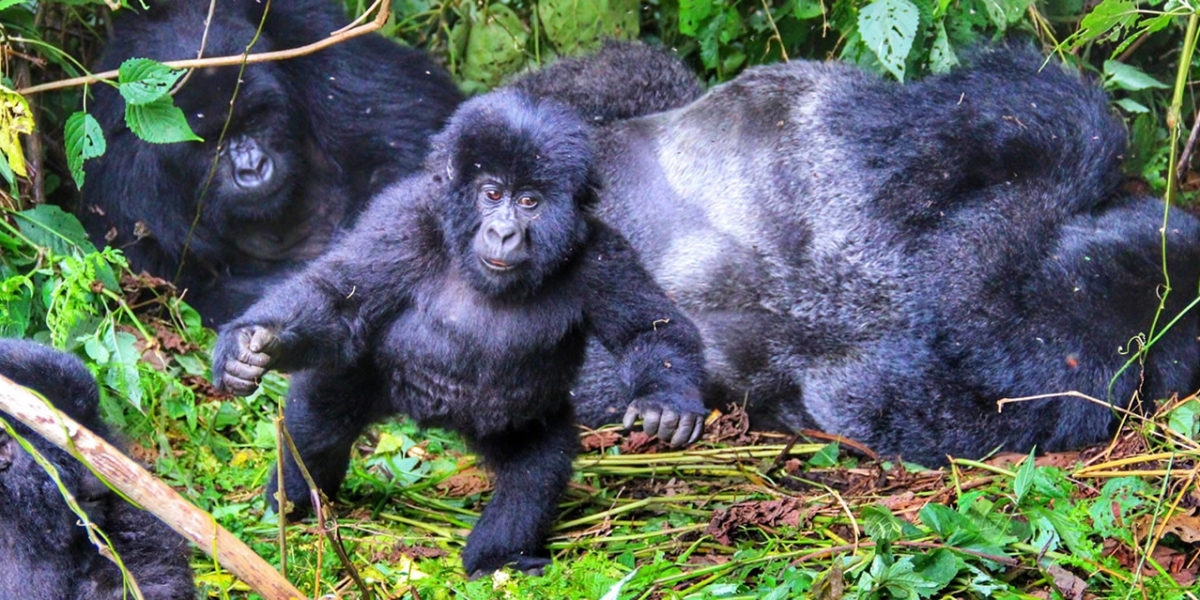 Hirwa gorilla family volcanoe national park