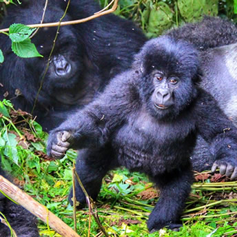 baby gorilla in volcanoes national park rwanda