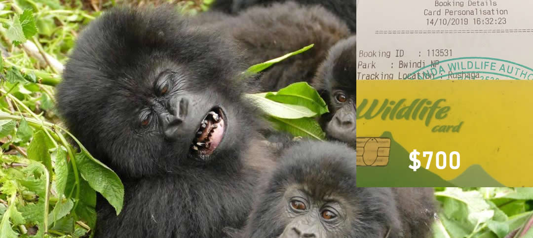 Bwindi gorilla permits