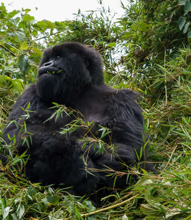 gorilla trekking in the dry season