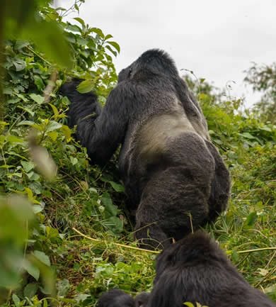 gorilla trekking in the dry season