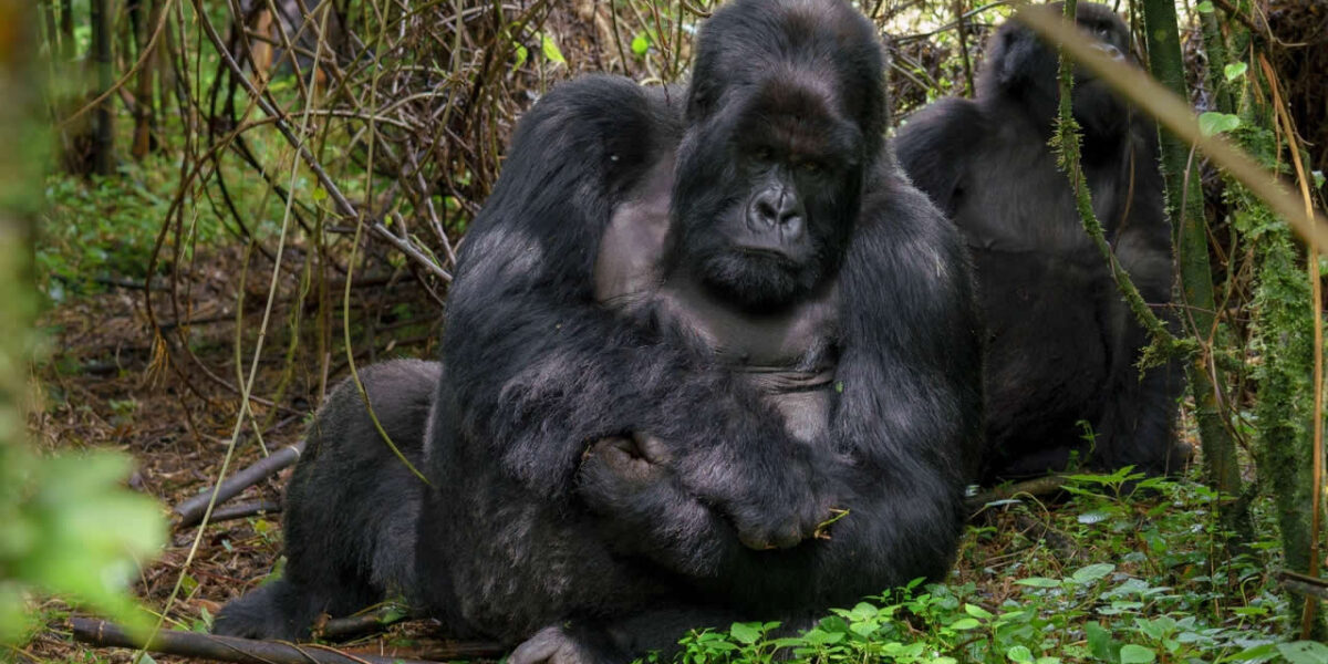 gorilla groups of Rwanda