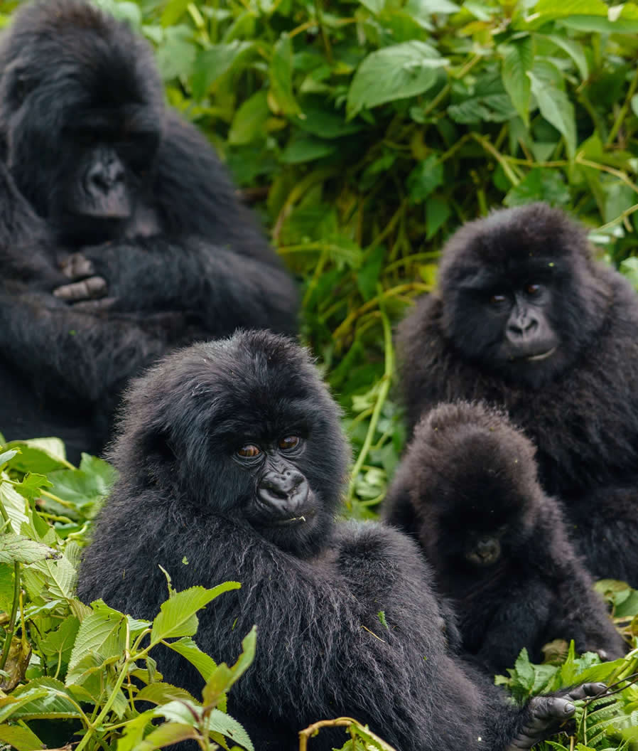 gorilla family bwindi