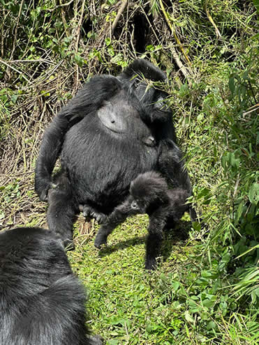 gorilla family bwindi
